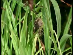 Nursery Web Spider (Pisaura), female spinning protective silk net babies, England Stock Footage