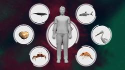 Chile's red tide outbreak is killing its fishing industry Instructional Video