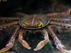 Crab Stock Footage