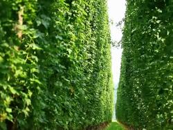 HD Hop Garden Tilt up Stock Footage
