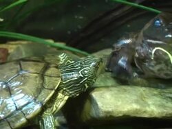 Frog jumping from turtle Stock Footage