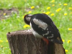 Great Spotted Woodpecker (Dendrocopos major) Stock Footage
