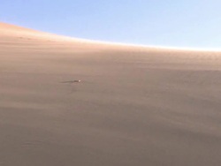 Sidewinding adder (Bitis peringueyi) in sand storm, Namibia Stock Footage