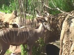 Gazelle Stock Footage