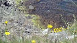 HD: Sea Scene of Travelers Stock Footage