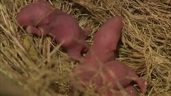 Newborn mice pups squirm in their grassy nest. Stock Footage