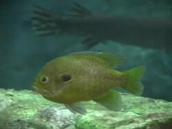 Perch Stock Footage