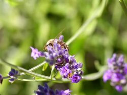 ECU SLO MO Shot of Honey bee feeding on nectar from lavender flower, walking bit before taking off and flying away / Les Mureaux, Yvelines (78), France Stock Footage