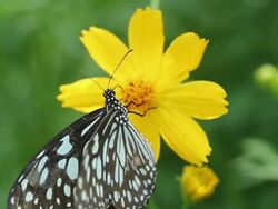 Butterfly Stock Footage
