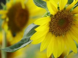 HD, NTSC, PAL: Sunflower with chafer beetles eating it (video) Stock Footage