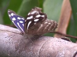 Myscelia cyaniris Stock Footage