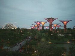 WS Supertrees ands cool houses in Gardens by the Bay at dusk Stock Footage