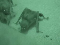 Vampire bats crawl on a sleeping pig. Stock Footage