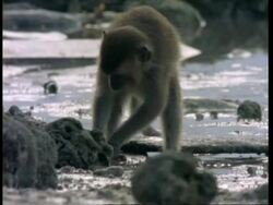 MCU Macaque monkey (Macaca fascicularis) searching for food under rocks of sea shore, Malaysia Stock Footage