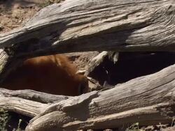 Medium Close Up pan-right - A fox kit follows its mother out of the den / United States Stock Footage