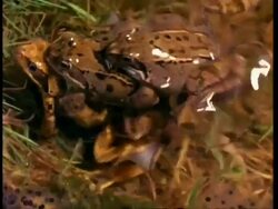 CU Common frogs (Rana temporaria) mating, another frog joins them Stock Footage