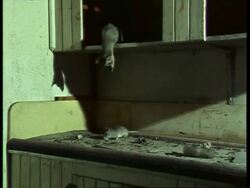 Ring tailed cat, Bassariscus astutus, looks down at floor to pack rat, chases and eats rat CU Stock Footage