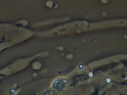 Human sperm, single sperm swimming Stock Footage