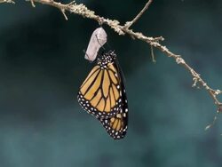 T/L Monarch butterfly (Danaus plexippus) newly emerged expanding wings Stock Footage