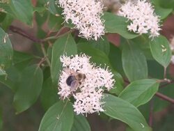 Bumblebee on Redtwig Dogwood Stock Footage