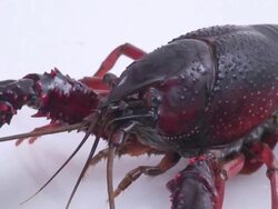 European freshwater crayfish Stock Footage