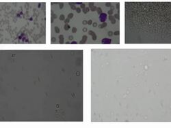 scene of testing in Laboratory Stock Footage