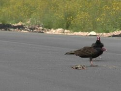 Vultures feeding on a roadkill Stock Footage