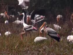Wetland Stock Footage