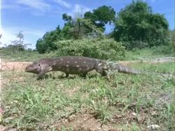MS Low angle, African Savannah Monitor Lizard walking through grassland, Kenya Stock Footage