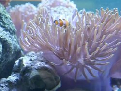 Flower-like sea animal on stone beside. Stock Footage