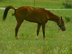 Horse Eats and Defecates Stock Footage