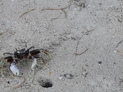 Sand Crab Stock Footage