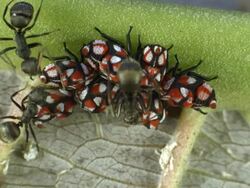 Ants attending a group of red and black treehoppers on the underside of a rainforest leaf in Ecuador Stock Footage