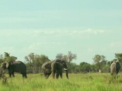 WS View of group of elephant herd gathering and grazing on green grass / Okavango Delta, North-West District, Botswana Stock Footage