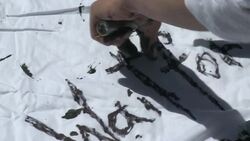 CLEAN : Cannes Spotlight: Homs footage turns Syrian into Cannes star News Clip