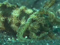 Holothurian sea close up, Indonesia  Stock Footage