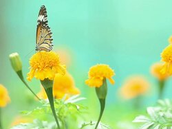 Butterflies eat pollen Stock Footage