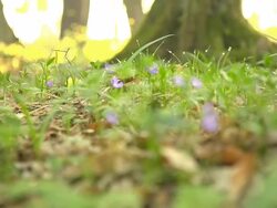 HD DOLLY: Forest Underbrush Stock Footage