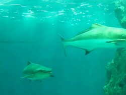 Sea life swimming Stock Footage