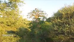 Baobab Tree, Limpopo Province, South Africa Stock Footage