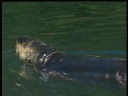 MCU sea otter lying on back in water, eating mollusc, Arctic circle Stock Footage