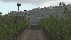 The Magic Flute -  Can Mozart's music make better wine? News Clip