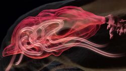 A 3D animation depicts the brain of an Ankylosaurus. Stock Footage