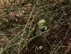 Ornate Mastigure (Uromastyx ornata)- Endangered and rare species. Colorful male climbing and eating Taily Weed bush fruits, Negev desert, Israel Stock Footage