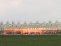 A tulip's named George Bush Senior at the Amsterdam flower show News Clip