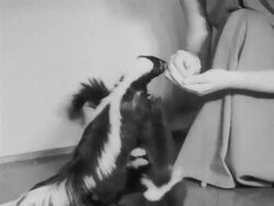 Woman raises skunks for hobby Stock Footage