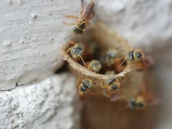 bee work 02 Stock Footage