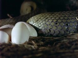 CU Grass Snake laying an egg, UK Stock Footage