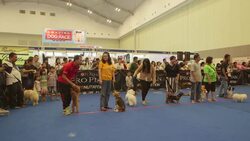 Thousands attend international pet expo News Clip
