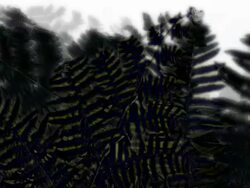 FERN : dark, unilateral (LOOP) Stock Footage